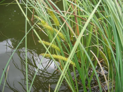 Beaked sedge