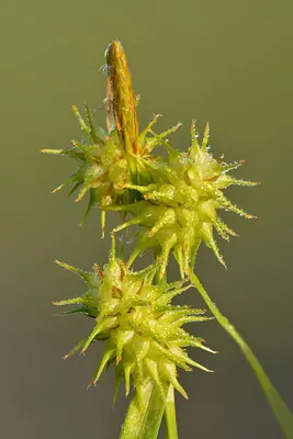 Yellow sedge