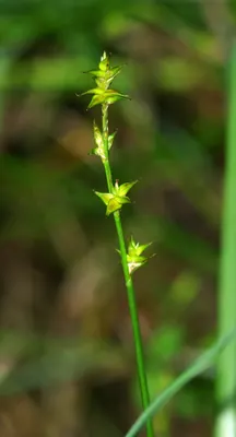 Star Sedge