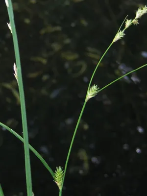 Remote sedge