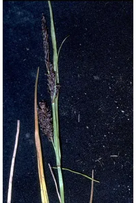 Russet sedge