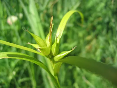 Swollen sedge