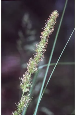 Brown fox sedge