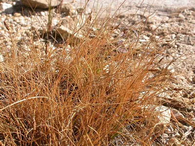 Thread-leaved sedge