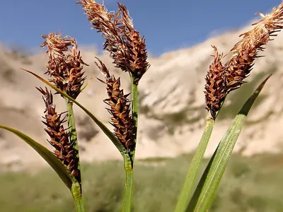 Mountain sedge