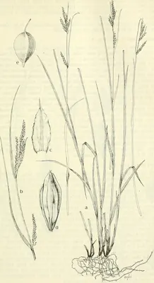 Sharpscale sedge