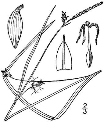 Bent sedge