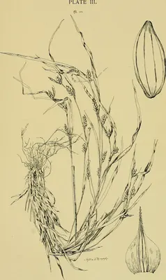 Eastern narrowleaf sedge