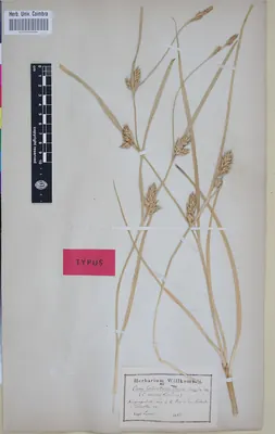 Carex hordeistichos