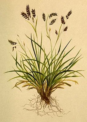 Hair-like sedge