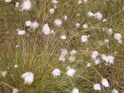 Hare's-tail cottongrass