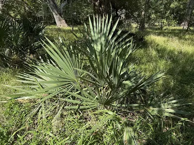 Dwarf Palmetto
