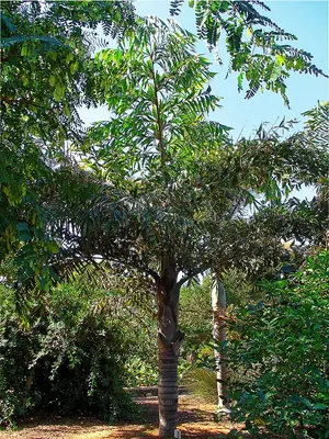 Burmese fishtail palm
