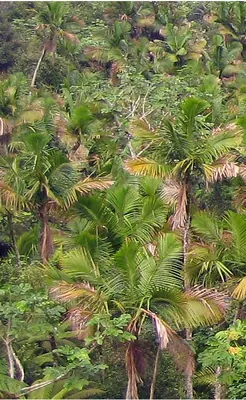 Sierran palm