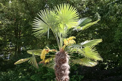 Chinese windmill palm