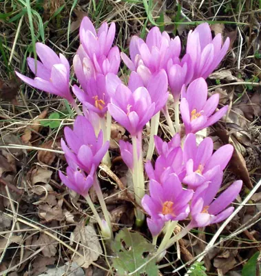 Meadow saffron