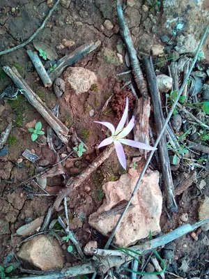 Colchicum filifolium