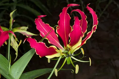 Flame lily