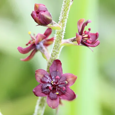 Veratrum maackii