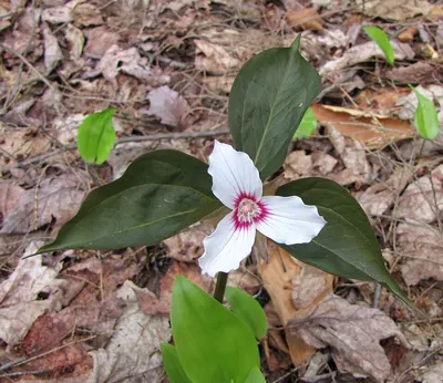 Painted trillium
