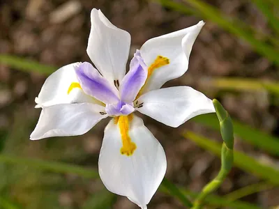 Fairy Iris