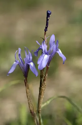 Barbary Nut Iris