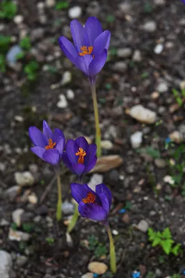 Crocus nudiflorus