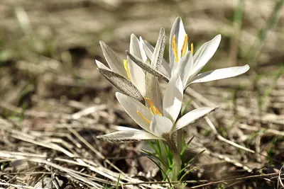 Crocus alatavicus