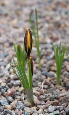 Crocus korolkowii