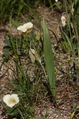 Cascade Mariposa Lily