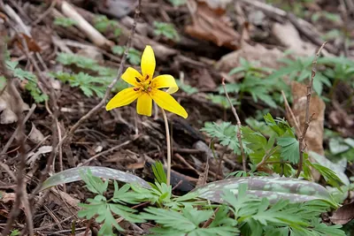 Dogtooth violet
