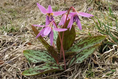 Dog's-tooth-violet
