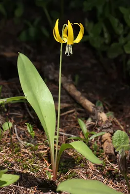 Yellow avalanche-lily