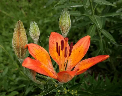 Orange lily