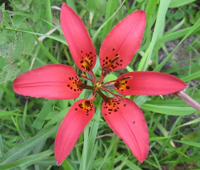 Western Red Lily