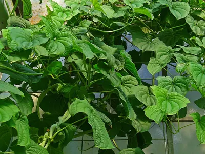 Lesser yam