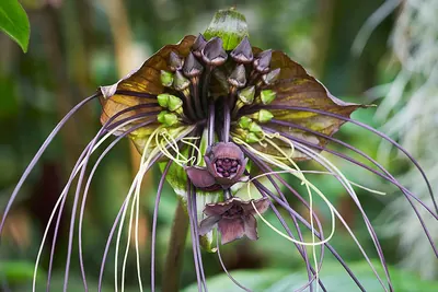 Devil flower