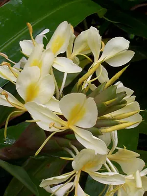 Cream garland-lily