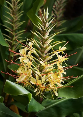 Kahila garland-lily
