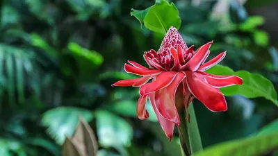 Torch-ginger