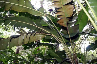 Heliconia trichocarpa