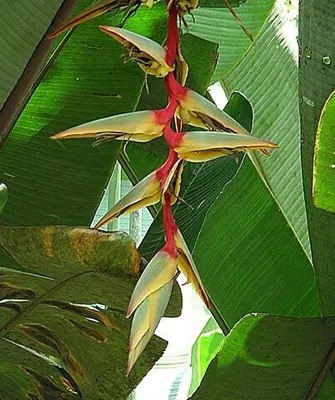 Heliconia griggsiana