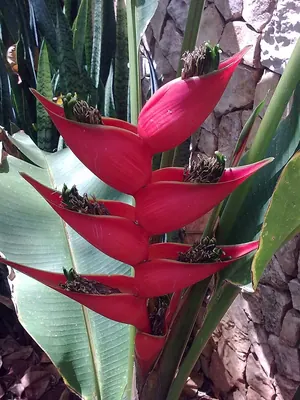 Macawflower
