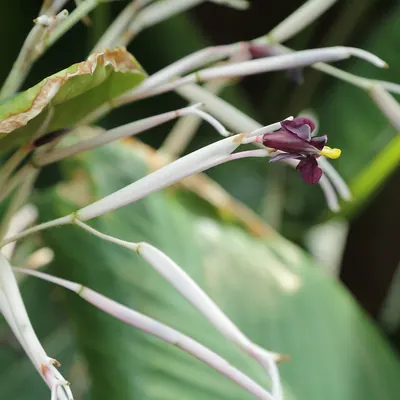 Ctenanthe glabra