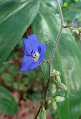 Dichorisandra penduliflora