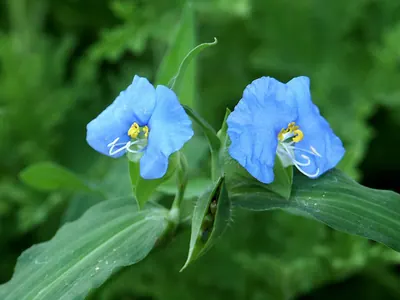 Blue Commelina