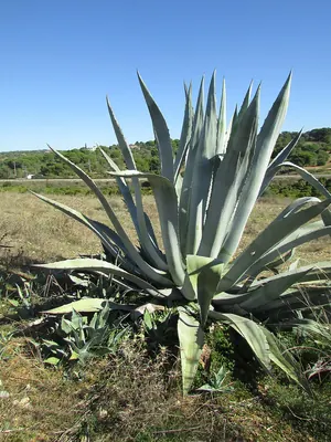Century plant