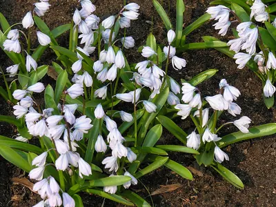 Puschkinia scilloides