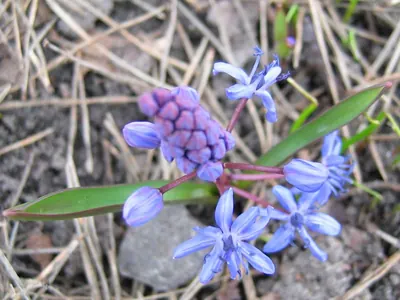 Two-lead squill
