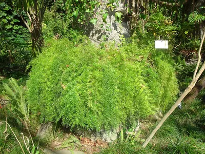 Sprenger's asparagus fern